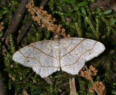 Trigrammia quadrinotaria