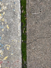 Bryum argenteum