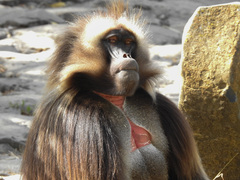 Theropithecus gelada