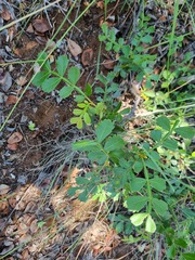 Hippobromus pauciflorus