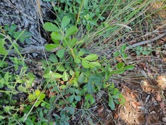 Hippobromus pauciflorus