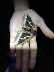 Dirphiopsis multicolor