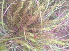 Pollichia campestris