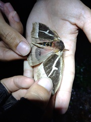 Dirphiopsis multicolor