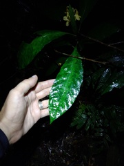 Aphelandra prismatica