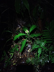 Aphelandra prismatica