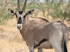 Oryx beisa beisa