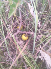 Solanum campylacanthum