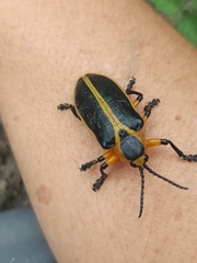 Mecistomela marginata