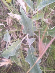 Solanum campylacanthum