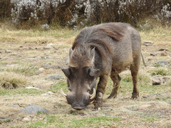 Phacochoerus africanus aeliani