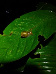 Simpulopsis