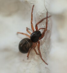 Paratrachelas maculatus