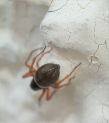 Paratrachelas maculatus