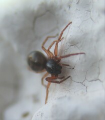 Paratrachelas maculatus