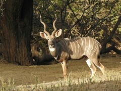 Tragelaphus imberbis imberbis