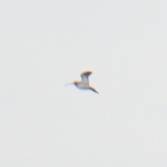 Gallinago gallinago