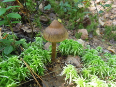 Cortinarius croceus