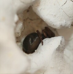 Paratrachelas maculatus