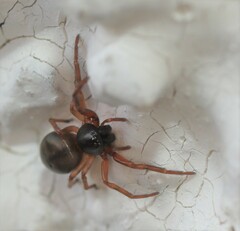 Paratrachelas maculatus