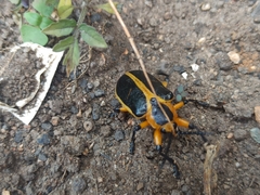 Mecistomela marginata