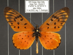 Acraea pseudegina