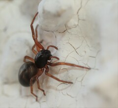Paratrachelas maculatus