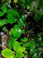 Pachycoris torridus