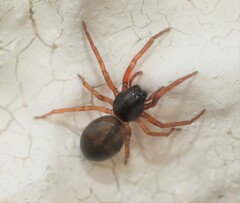Paratrachelas maculatus