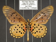 Acraea pseudegina