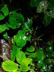 Pachycoris torridus