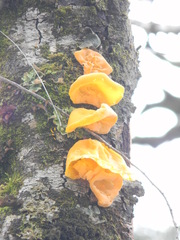 Aleurodiscus vitellinus