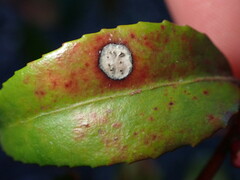 Phyllosticta vaccinii