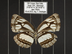 Neptis melicerta