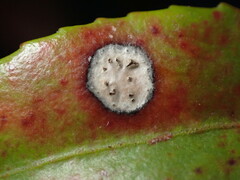 Phyllosticta vaccinii