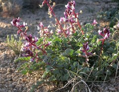 Astragalus cimae cimae