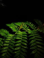Enyalius iheringii
