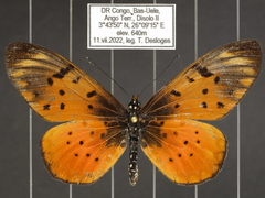 Acraea pseudegina