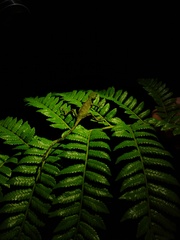 Enyalius iheringii