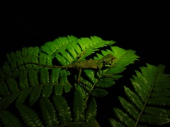Enyalius iheringii