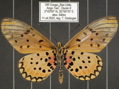 Acraea pseudegina