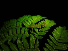Enyalius iheringii