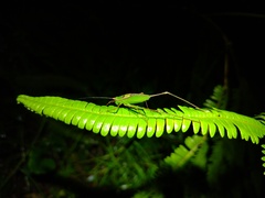 Engonia