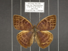 Euriphene tadema nigropunctata