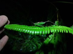 Engonia
