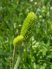 Ranunculus millefoliatus