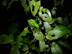 Engonia