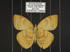 Euriphene tadema nigropunctata