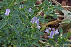 Medicago sativa