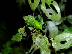 Engonia
